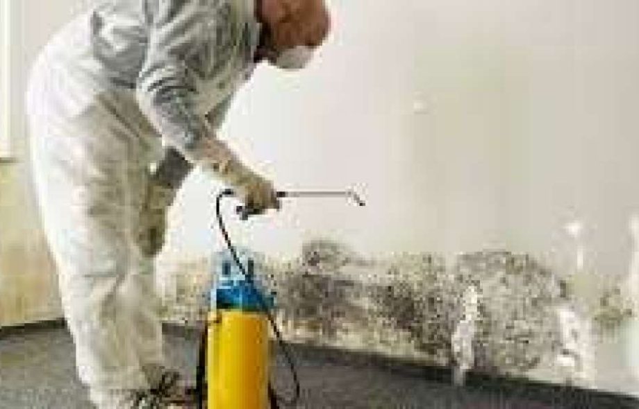 Mold Removal