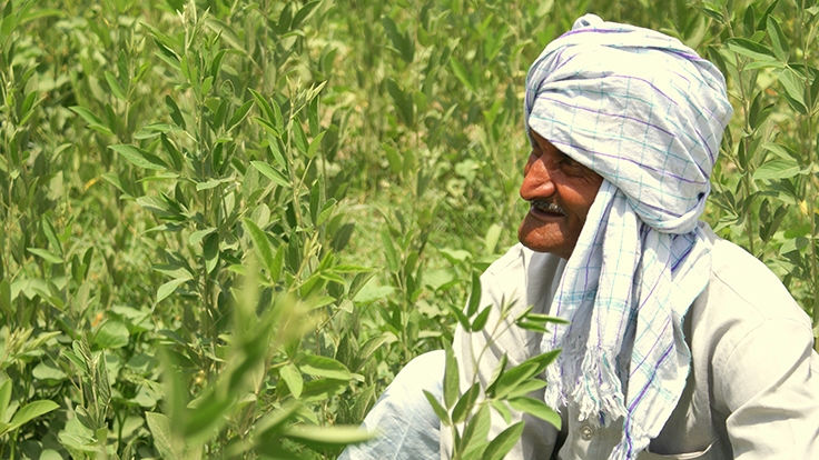 Uttar Pradesh Agriculture: A Comprehensive Overview