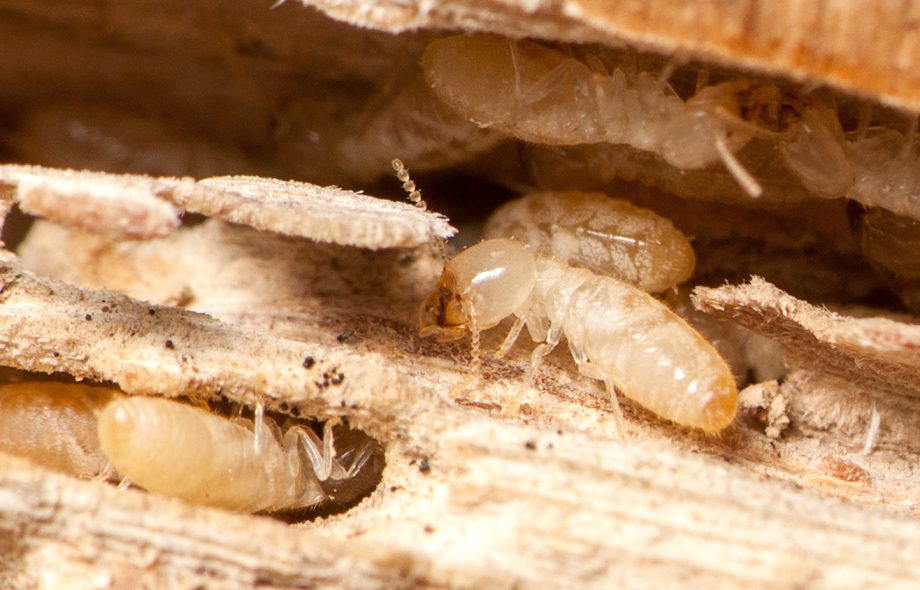 tiny baby termites